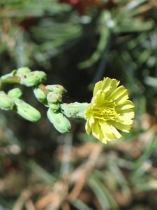 Lactuca serriola